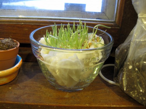 Wheat grass plants in paper towels