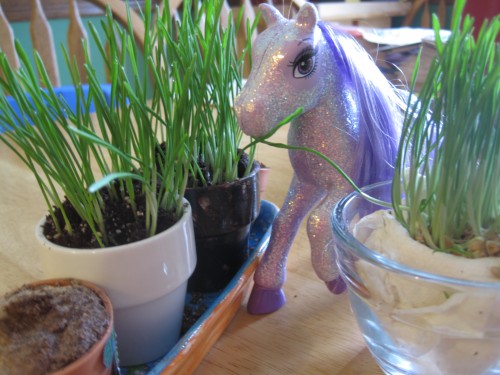Wheat grass and purple pony