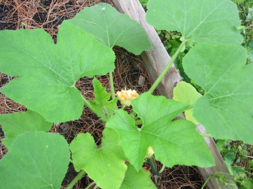 pumpkin plant