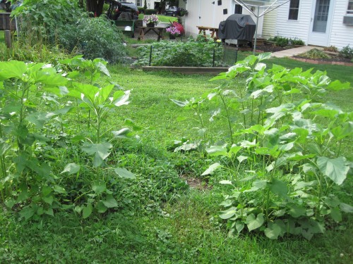 sunflower house