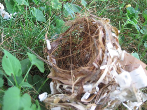 nest