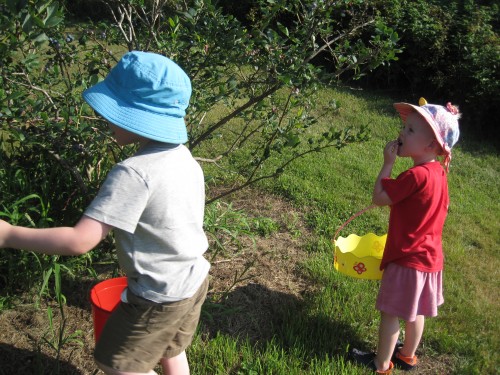 kids picking blueberries