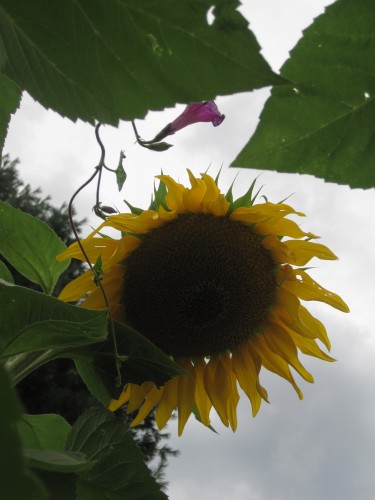 sunflower and morning glory