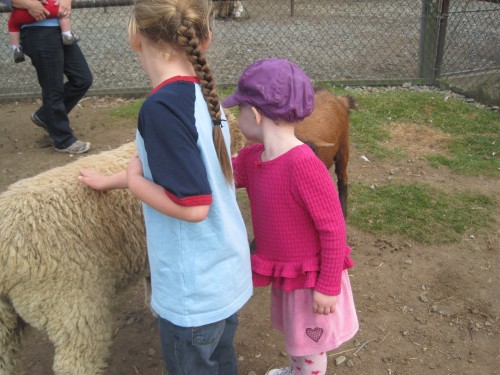 petting a sheep