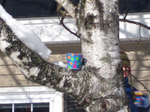 bucket in a tree