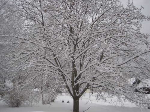 Snowy tree Snowy tree