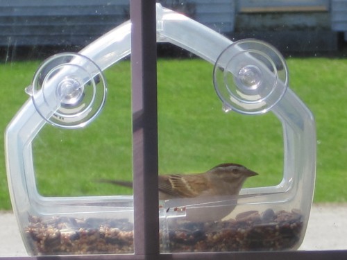 bird in feeder -p1