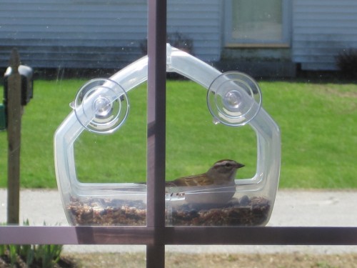 bird in feeder -p2