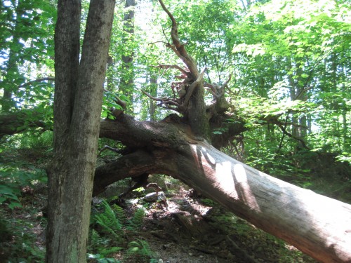 fallen tree