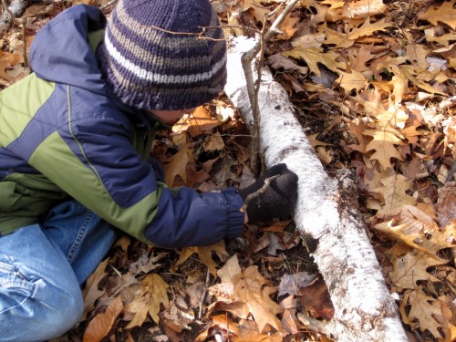 paper birch