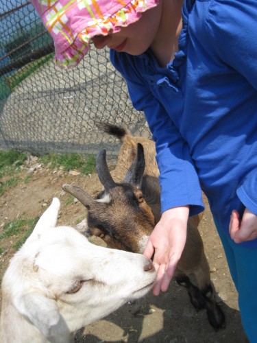 feeding goats