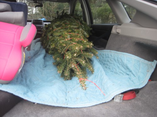 tree in trunk