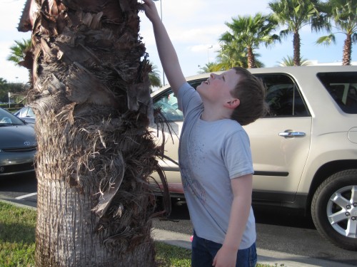 touching a palm tree