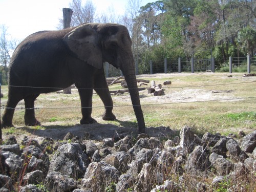 big elephant