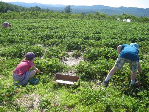 strawberry picking p1