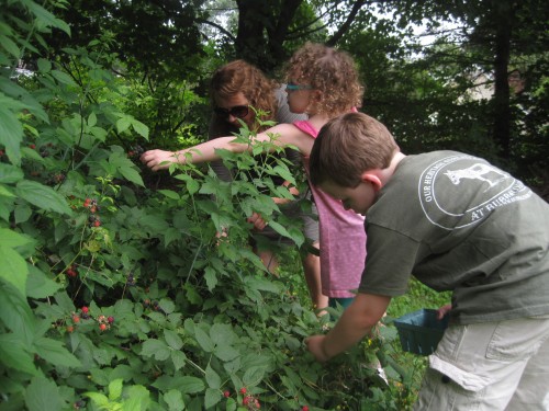 picking berries