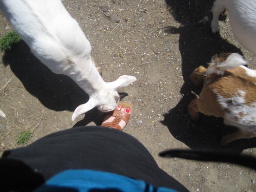 goats and toes