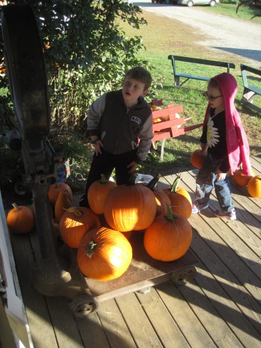 weighing pumpkins