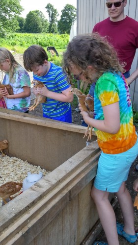 Playing with the chickens.  Lex decided they feel soft, but weird. 