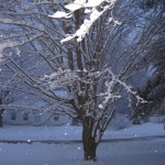 Snowy tree