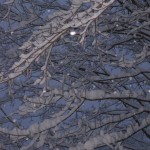 Snowy branches
