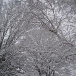 Snowy canopy